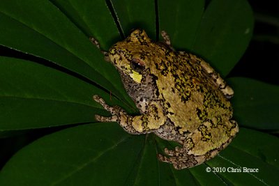 Gray Treefrog