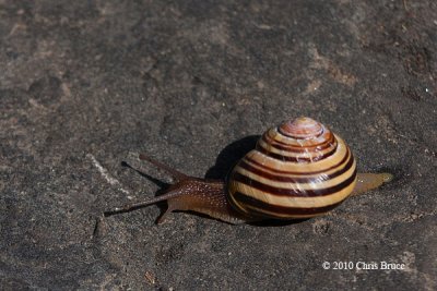 There's a Snail on the Trail!