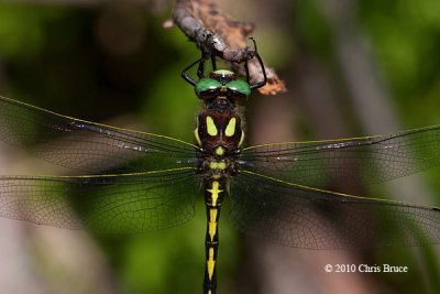 Arrowhead Spiketail (<em>Cordulegaster obliqua</em>)