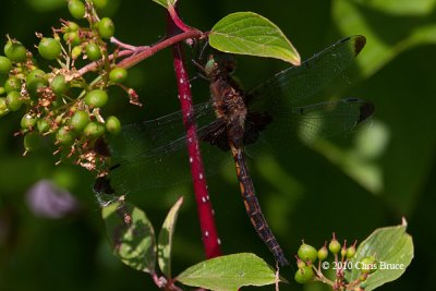 Prince Baskettail (Epitheca princeps)