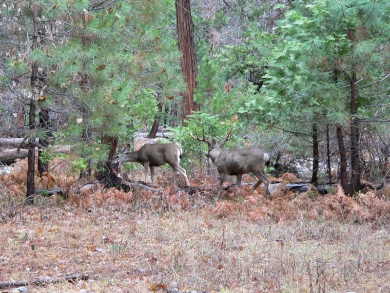 Buck chasing deer
