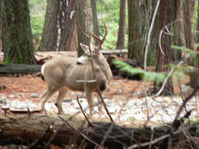 Buck