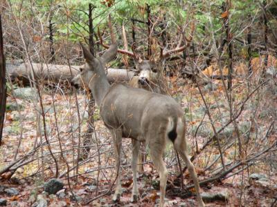Deer