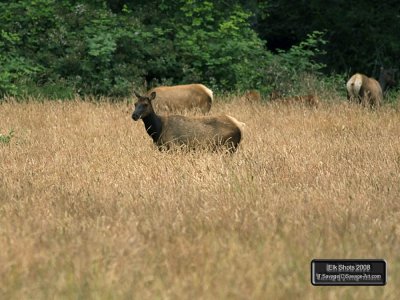Elk Shots 2008