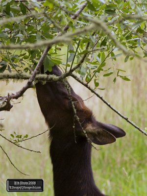 Elk Shots 2008