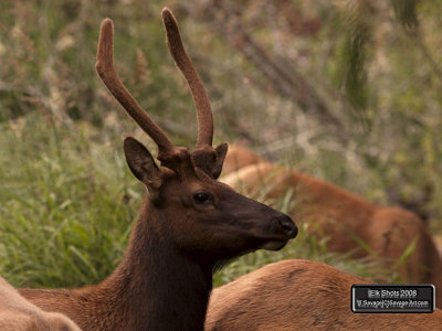 Elk Shots 2008