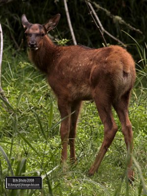Elk Shots 2008