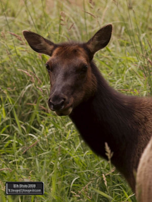 Elk Shots 2008