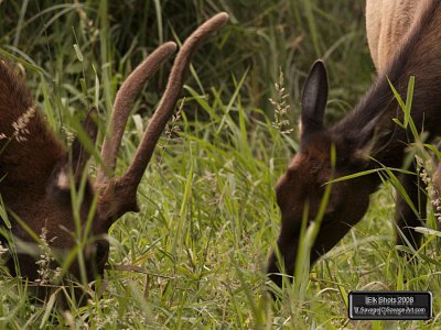 Elk Shots 2008