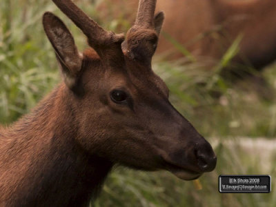 Elk Shots 2008