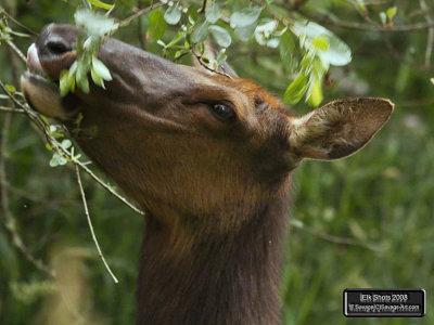 Elk Shots 2008
