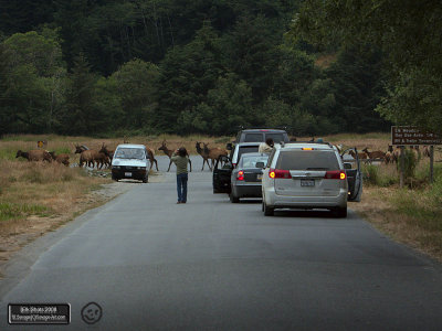Elk Shots 2008