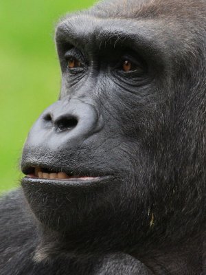 gorilla4103