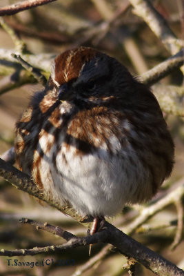sparrow II