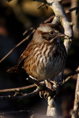 sparrow III
