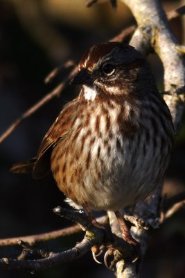 sparrow IV