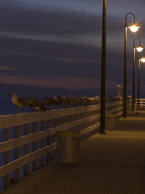 Santa Cruz ca Locals