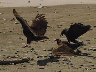 Raven Vs Vulture