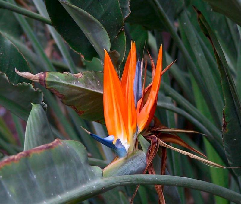 Strelitzia Regina