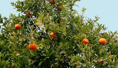Orange tree in the grounds