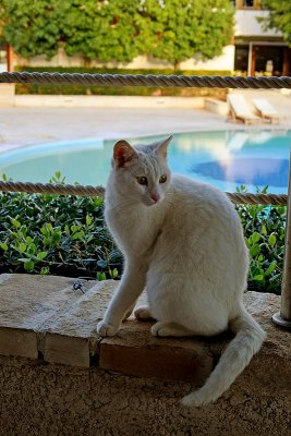 Hotel Cat