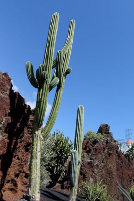 Cactus Garden