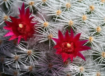 Cactus Garden