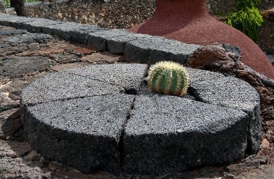 Cactus Garden