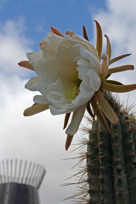 Cactus Garden