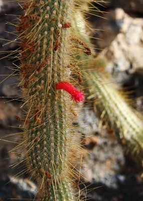 Cactus Garden