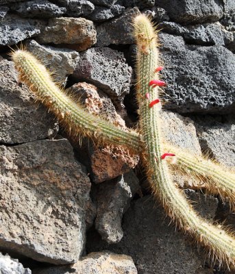 Cactus Garden