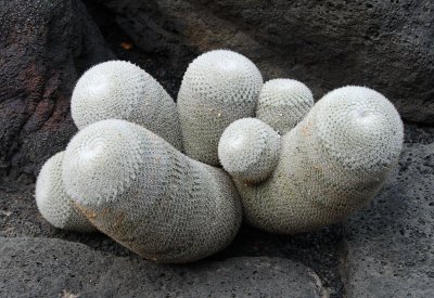 Cactus Garden