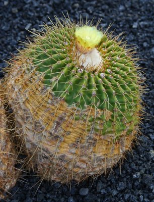 Cactus Garden