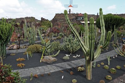 Cactus Garden