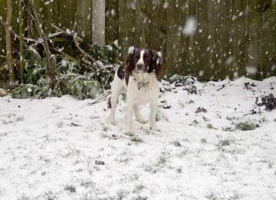 Bentley hiding in the snow