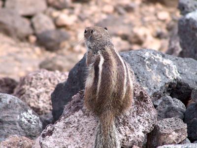 Chipmunk