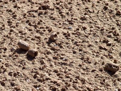 Eroded pebbles, Corralejo