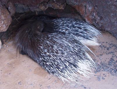 Pair of Porcupines