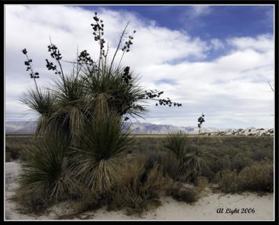 Soaptree Yucca