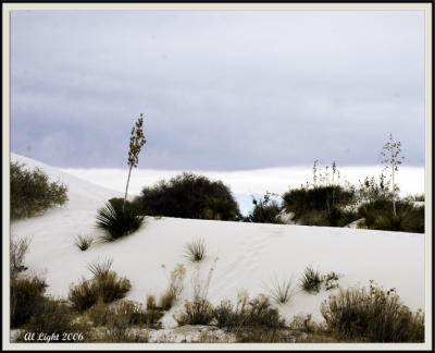 Desert Plants