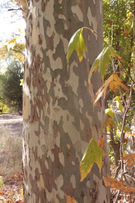 IMG_0914.jpg