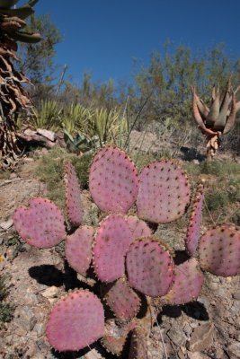 Boyce Thompson Arboretum