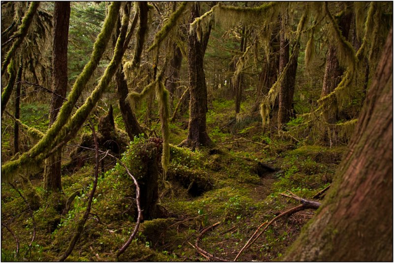 The Tongass National Forest