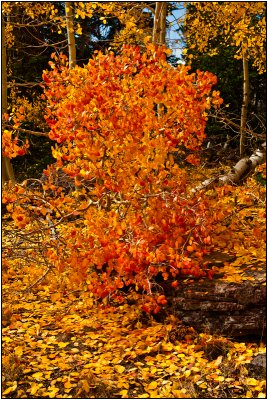 Bush on Fire with Fall Colors