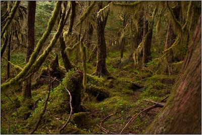 The Tongass National Forest