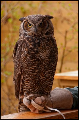 Owl With an Injured Wing