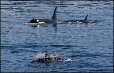 A Dall's Porpoise Zips By Two Orcas