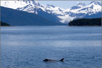 An Orca With Mendenhall Glacier in the Background