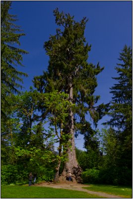Worlds Largest Spruce Tree