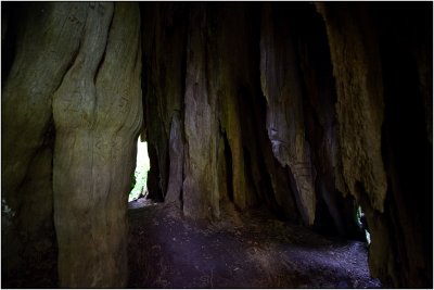 Inside the Quinault Big Cedar